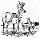 Pronghorn Lineart