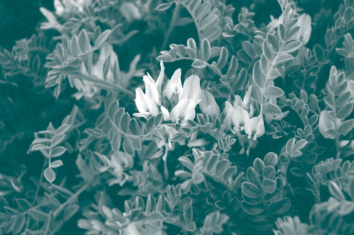 Deseret milkvetch, a flowering plant found only in central Utah, grows only between 5,400 and 5,600 feet elevation.